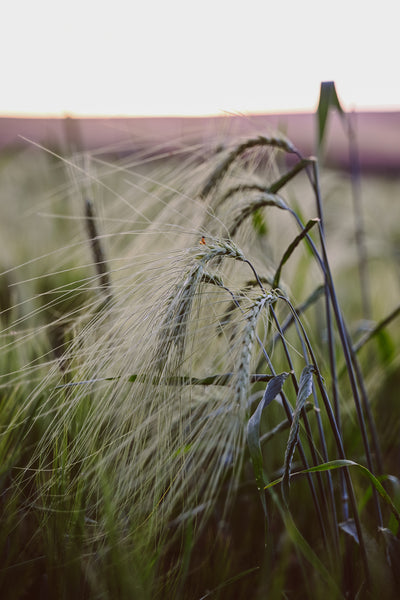 Scots Bere - Club Exclusive