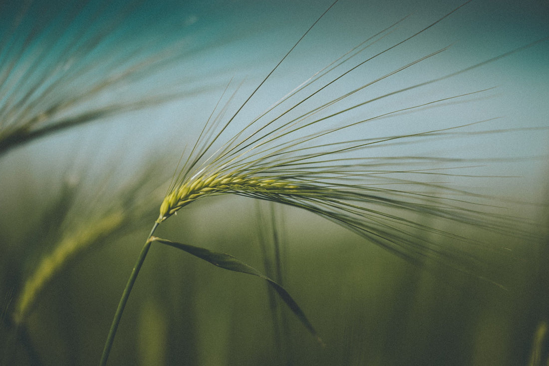 How Pacific Northwest Heritage Barley Shapes American Single Malt Flavor