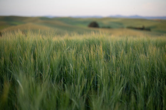 From Field to Glass: The Distinct Character of Pacific Northwest Heritage Barley