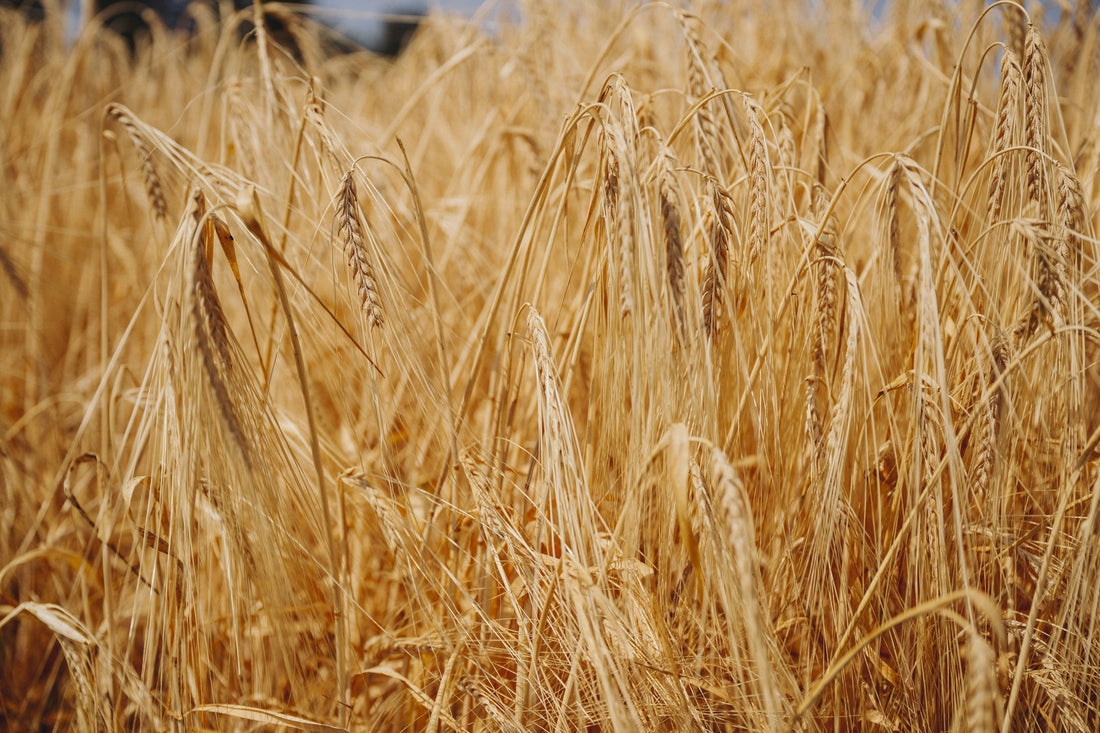 From Field to Glass: How Heritage Barley Shapes Bird Creek Whiskey