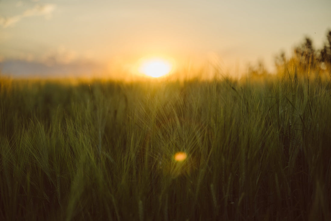How Heritage Barley Shapes Flavor in American Single Malt Whiskey