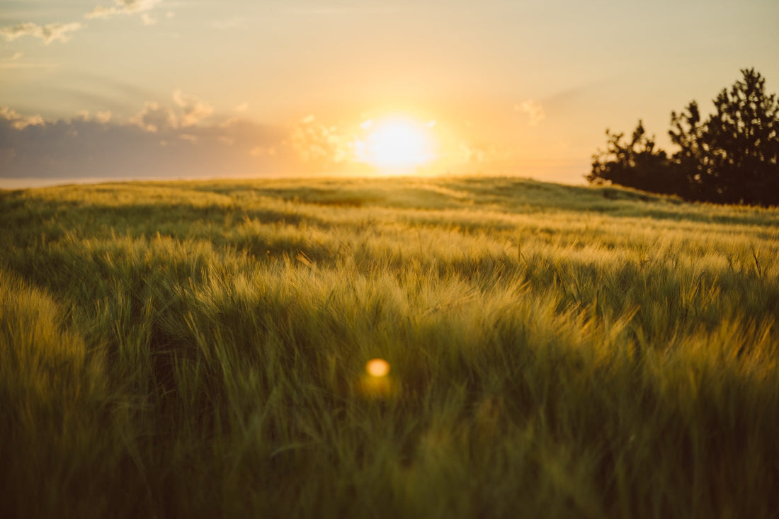 From Field to Glass: How Heritage Barley Shapes Flavor in American Single Malt