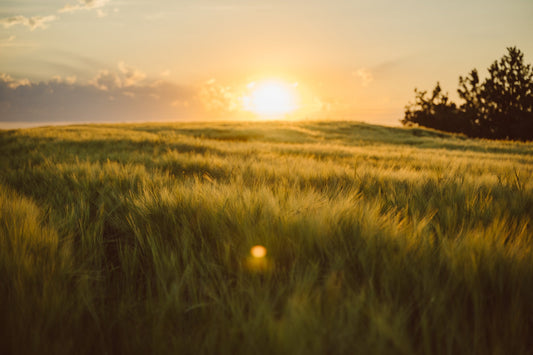 From Field to Glass: How Heritage Barley Shapes Flavor in American Single Malt