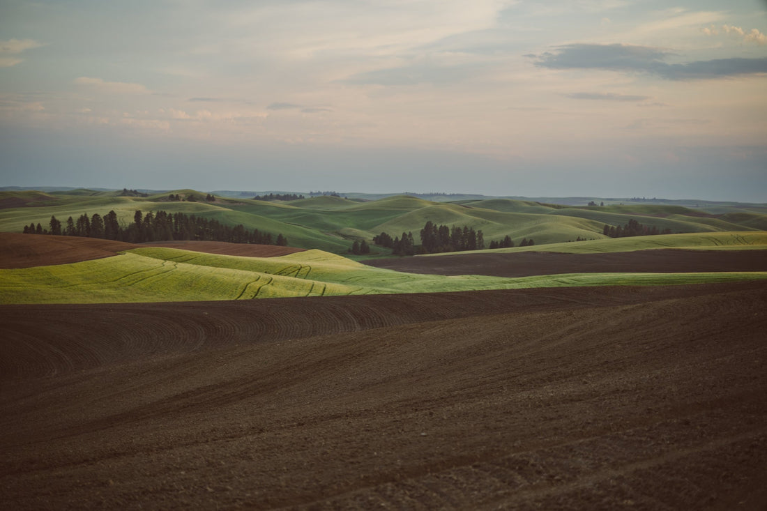 Why Heritage Barley Elevates American Single Malt Whiskey