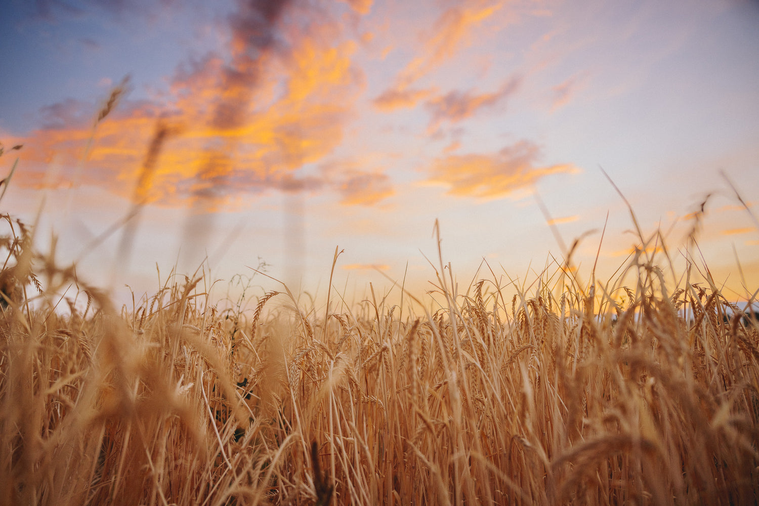 Francin barley against a lavender and orange sunset. Francin barley is grown in La Grande, Oregon