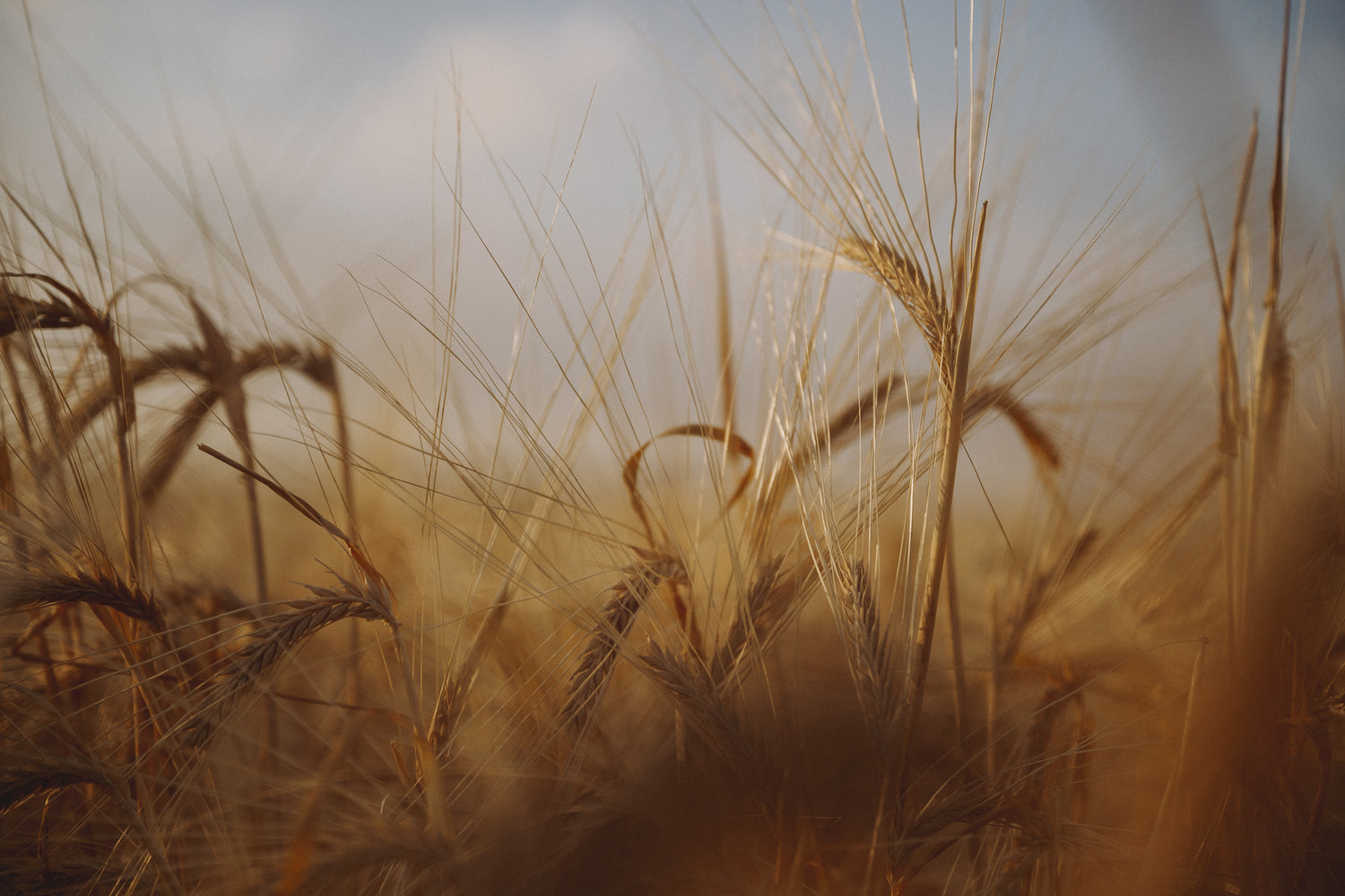 A close up of golden barley